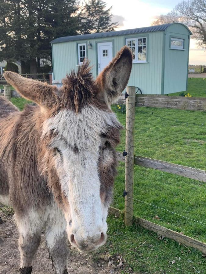 Starry Meadow & Rescued Animal Experiences Villa Great Yarmouth Exterior photo